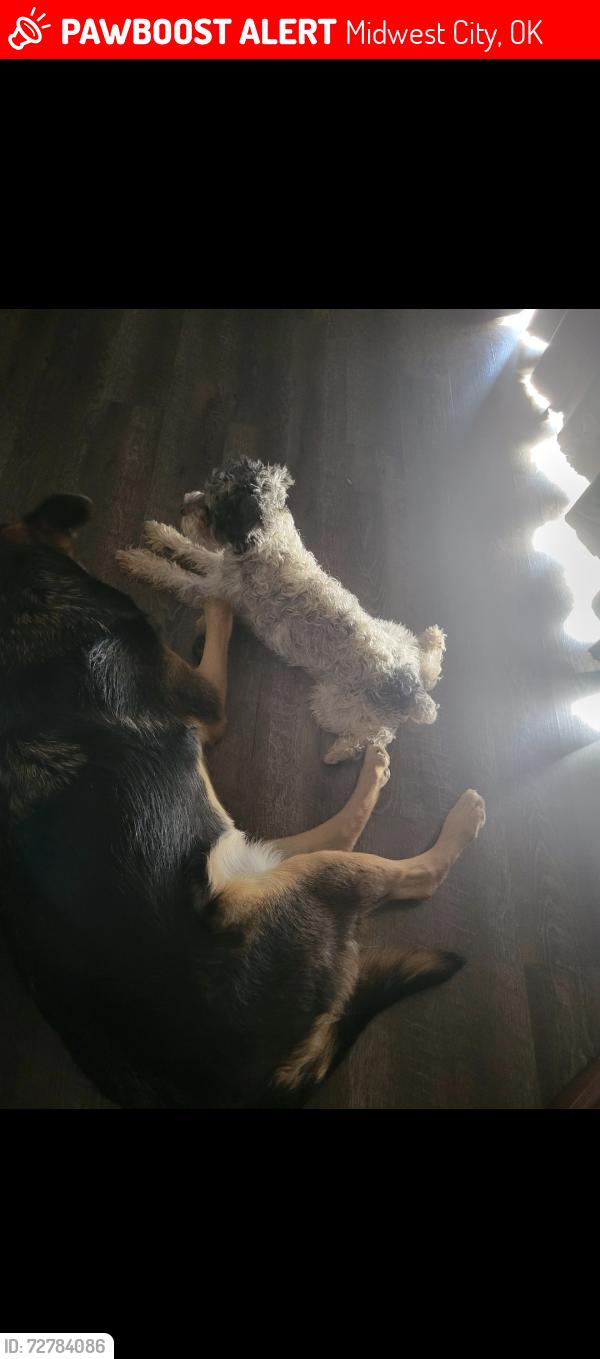 Lost Male Dog last seen Greenwood Drive and idylwild behind Heritage Park Mall, Midwest City, OK 73110