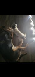Lost Male Dog last seen Greenwood Drive and idylwild behind Heritage Park Mall, Midwest City, OK 73110