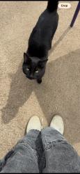 Lost Female Cat last seen Slaughter and Farrow, Madison, AL 35758