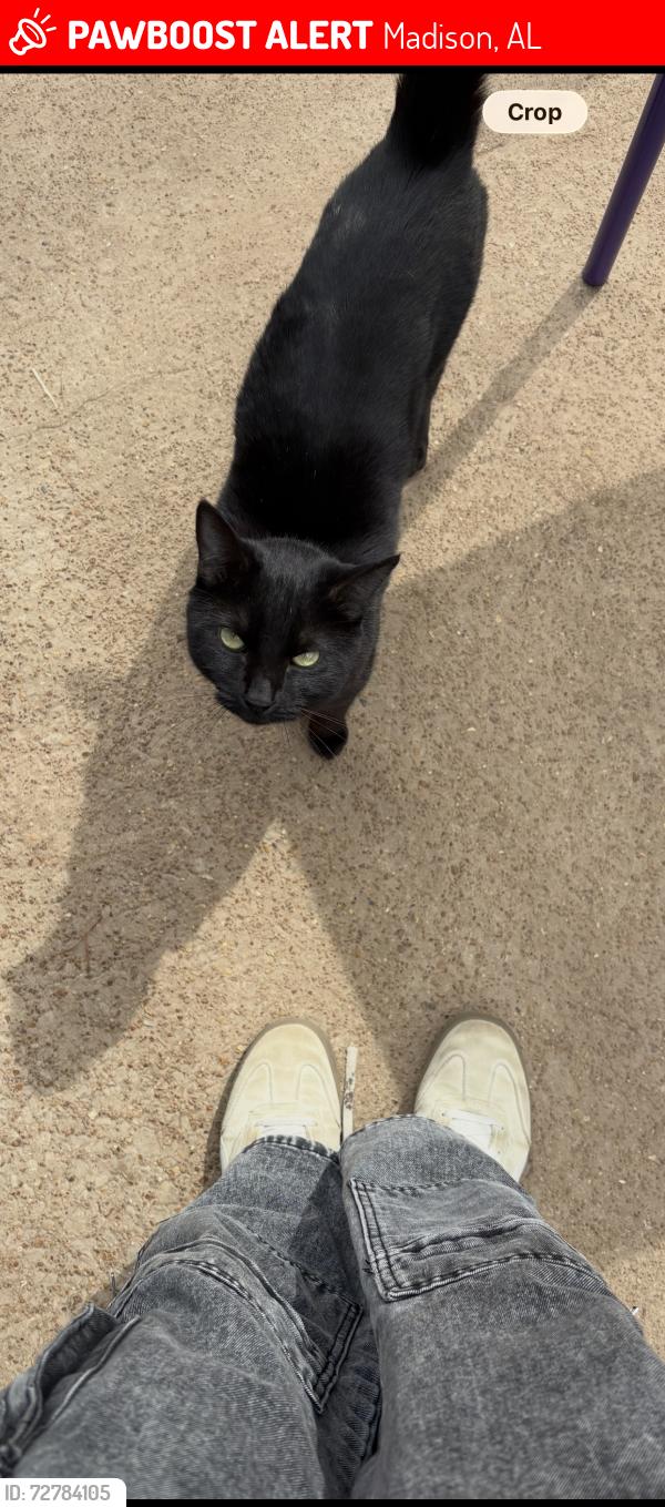 Lost Female Cat last seen Slaughter and Farrow, Madison, AL 35758