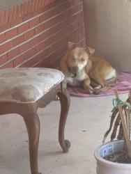Found/Stray Female Dog last seen Beaver Street, Jacksonville, FL 32220