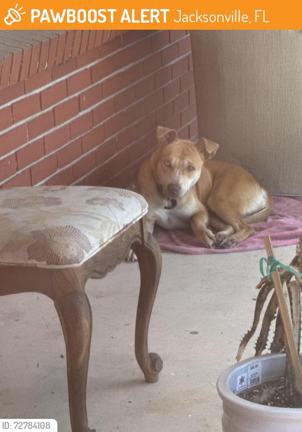 Found/Stray Female Dog last seen Beaver Street, Jacksonville, FL 32220