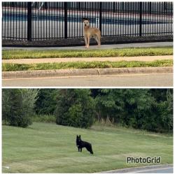 Found/Stray Unknown Cat last seen clbh/Tennis Court, towards the pond, Greensboro, NC 27301