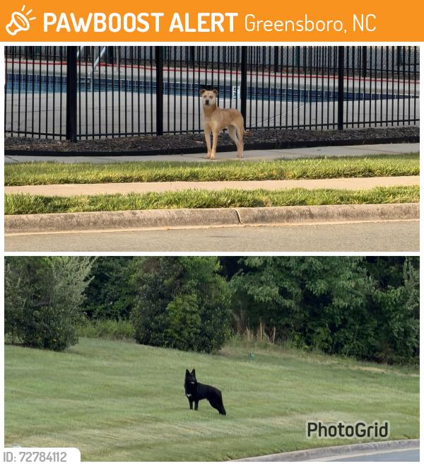Found/Stray Unknown Cat last seen clbh/Tennis Court, towards the pond, Greensboro, NC 27301