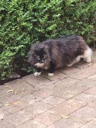 Reunited Male Cat last seen At a hse in the area, Greater Manchester, England WN5 9NJ