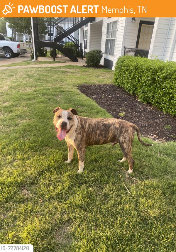 Found/Stray Male Dog last seen The Landings at Houston Levee apmts, Memphis, TN 38016