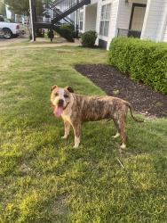 Found/Stray Male Dog last seen The Landings at Houston Levee apmts, Memphis, TN 38016