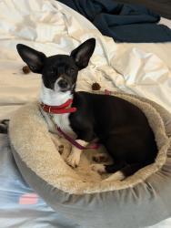 Lost Female Dog last seen In Tramway subdivision, Summerville, SC 29486