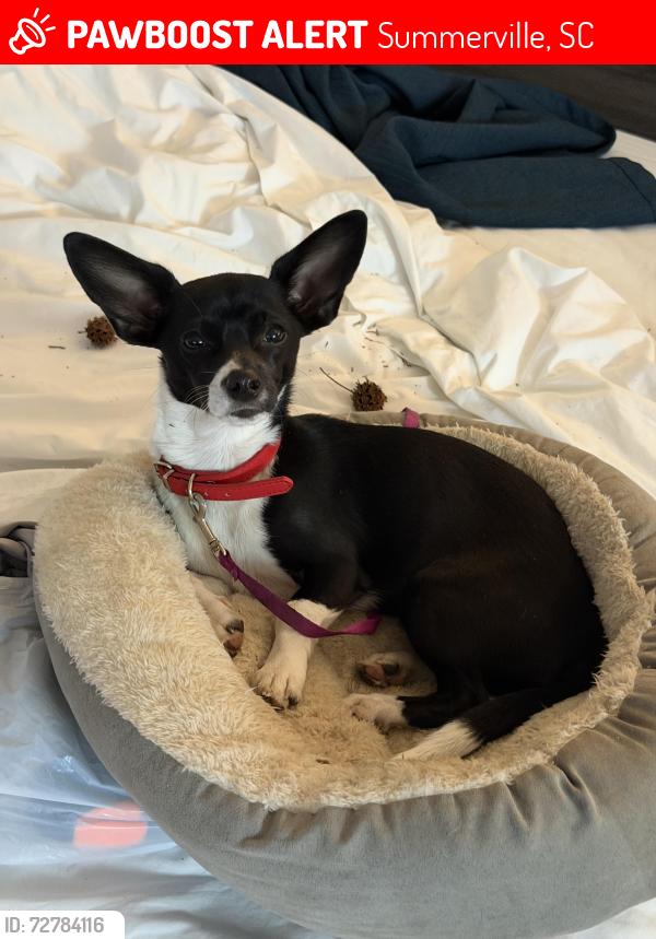 Lost Female Dog last seen In Tramway subdivision, Summerville, SC 29486