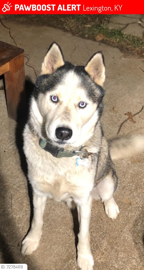 Lost Male Dog last seen Loudon , Lexington, KY 40505