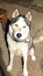 Lost Male Dog last seen Loudon , Lexington, KY 40505