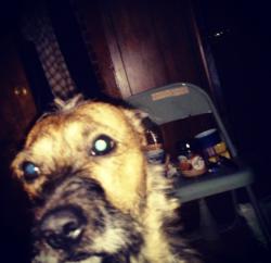 Lost Male Dog last seen Near Jockey Ct, Lawrenceville, GA 30043
