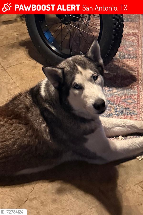 Lost Male Dog last seen Woodlawn Fredericksburg , San Antonio, TX 78201