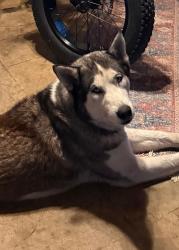 Lost Male Dog last seen Woodlawn Fredericksburg , San Antonio, TX 78201