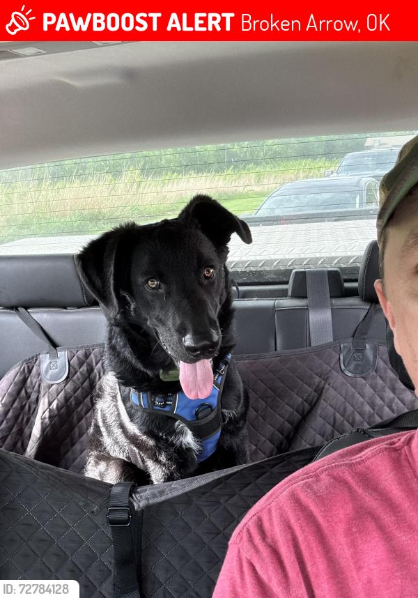Lost Male Dog last seen Lab, Broken Arrow, OK 74011