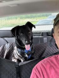 Lost Male Dog last seen Lab, Broken Arrow, OK 74011