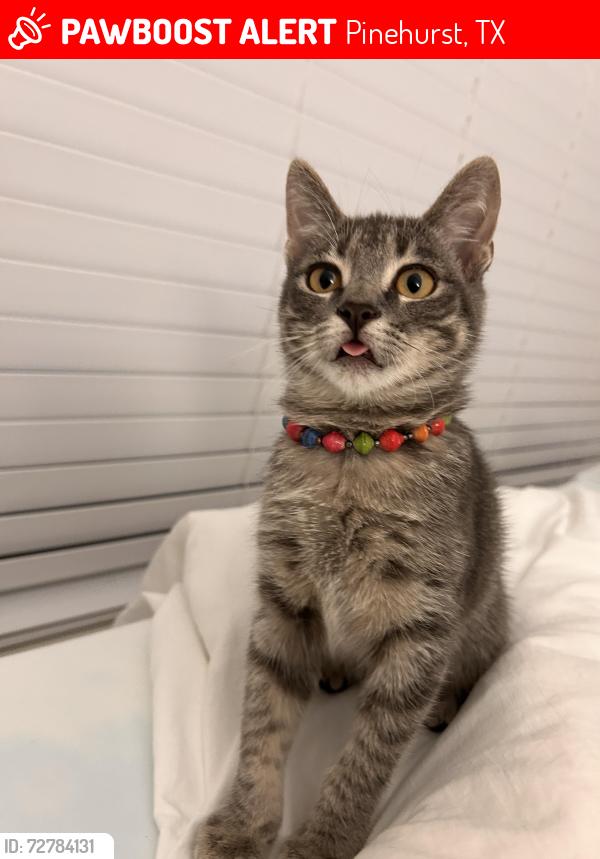 Lost Male Cat last seen Pinehurst post office , Pinehurst, TX 77362