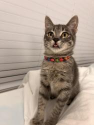 Lost Male Cat last seen Pinehurst post office , Pinehurst, TX 77362