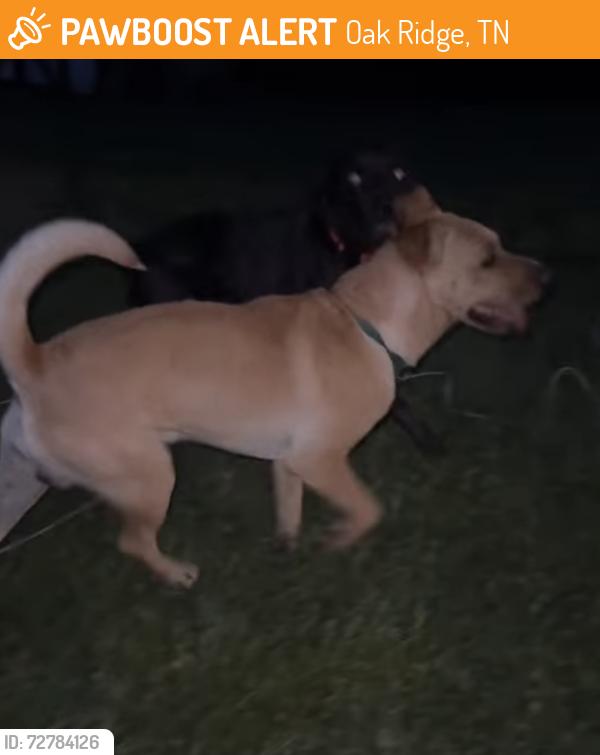 Found/Stray Male Dog last seen Oak Ridge Turnpike , Oak Ridge, TN 37830