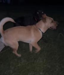 Found/Stray Male Dog last seen Oak Ridge Turnpike , Oak Ridge, TN 37830