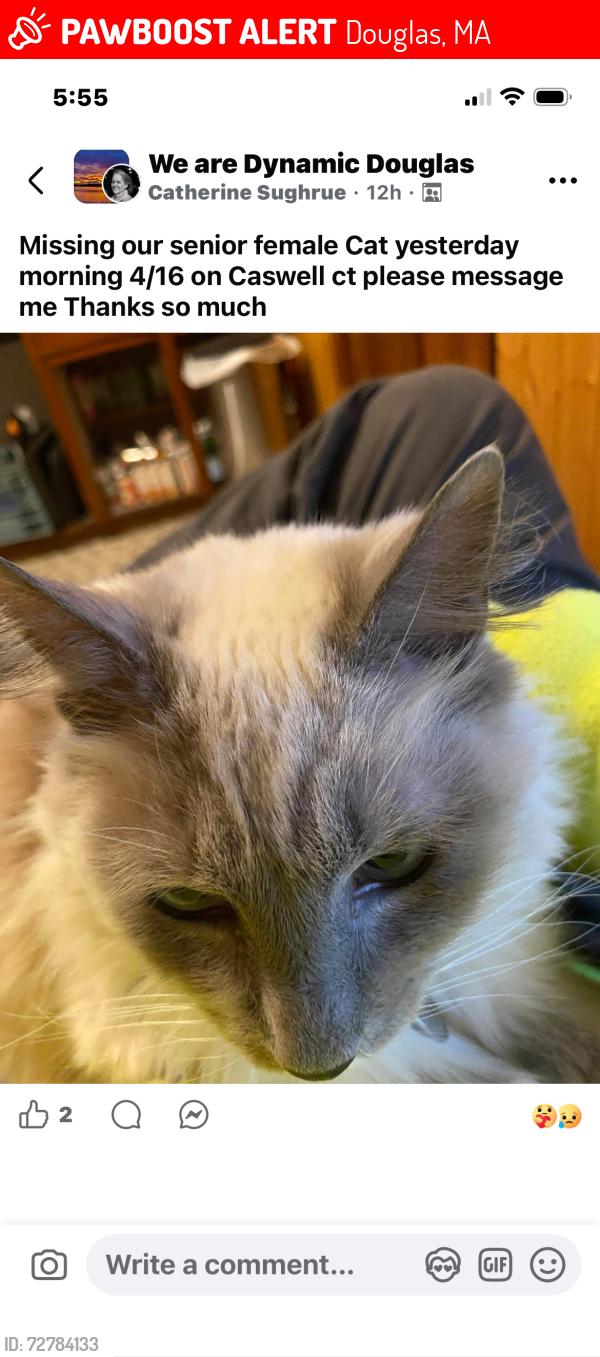 Lost Female Cat last seen Caswell ct, Douglas, MA 01516