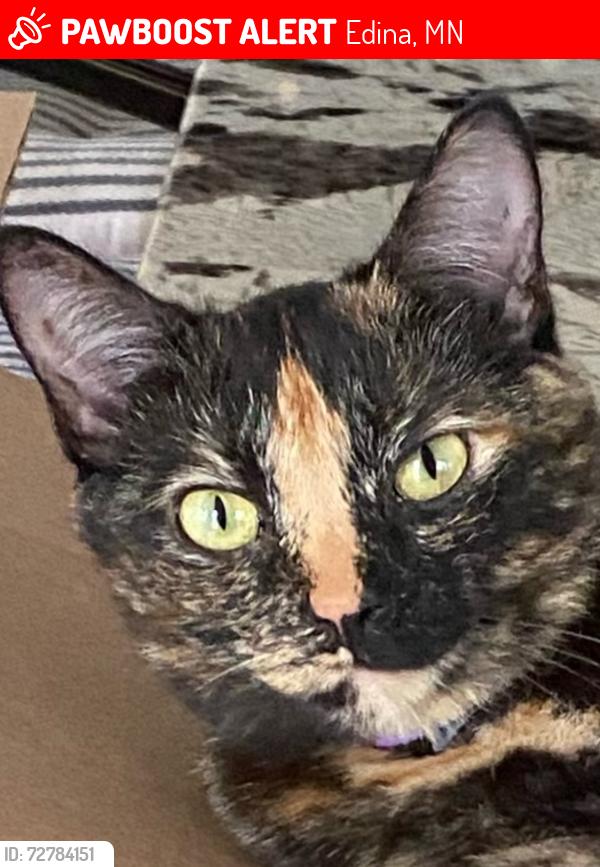 Lost Female Cat last seen Blake Road South/Belmore Road/Spruce Road, Edina, MN 55436