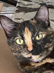 Lost Female Cat last seen Blake Road South/Belmore Road/Spruce Road, Edina, MN 55436