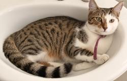 Lost Female Cat last seen Hooper and Bishop Street , Belgian Gardens, QLD 4810