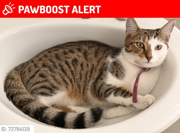 Lost Female Cat last seen Hooper and Bishop Street , Belgian Gardens, QLD 4810