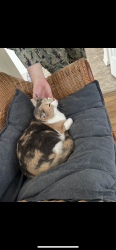 Lost Female Cat last seen reece road and annapolis road , Fort Meade, MD 20755