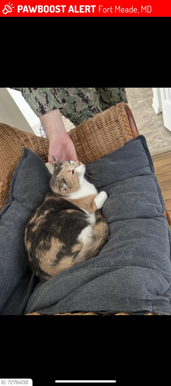 Lost Female Cat last seen reece road and annapolis road , Fort Meade, MD 20755
