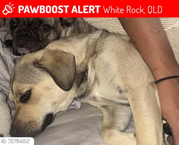 Lost Female Dog last seen white rock developer est, White Rock, QLD 4306