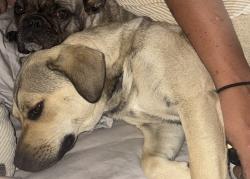 Lost Female Dog last seen white rock developer est, White Rock, QLD 4306