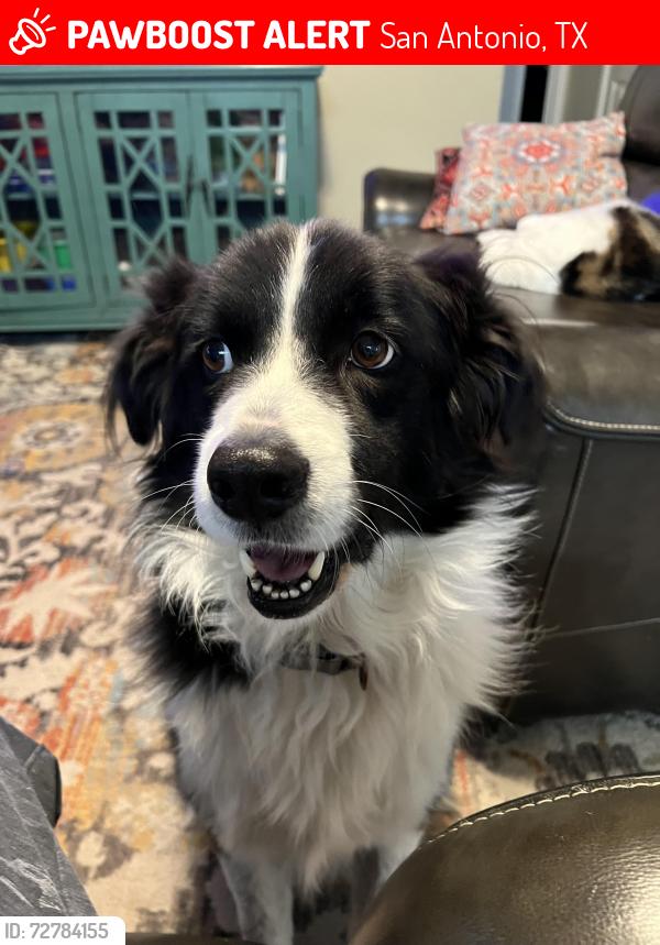 Lost Male Dog last seen Near Marek St, San Antonio, TX 78224