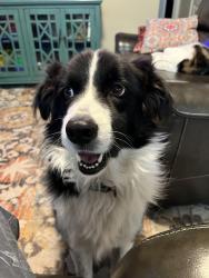 Lost Male Dog last seen Near Marek St, San Antonio, TX 78224