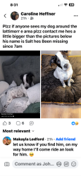 Lost Male Dog last seen New hse rd , Shelby, NC 28150