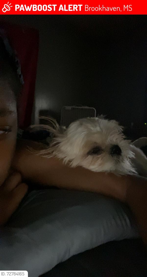 Lost Male Dog last seen Brookhaven Ms, near Brignall, Brookhaven, MS 39601