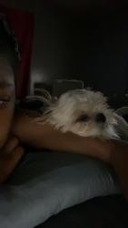 Lost Male Dog last seen Brookhaven Ms, near Brignall, Brookhaven, MS 39601