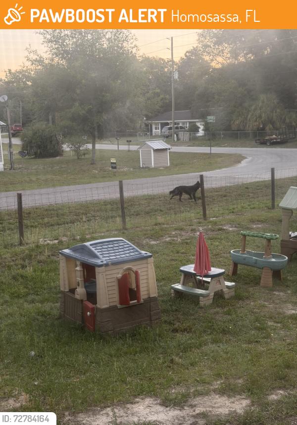 Found/Stray Unknown Dog last seen Revere, Homosassa, FL 34448