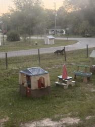 Found/Stray Unknown Dog last seen Revere, Homosassa, FL 34448