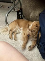 Lost Male Dog last seen Desert inn and nellis, Las Vegas, NV 89121