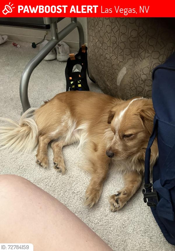 Lost Male Dog last seen Desert inn and nellis, Las Vegas, NV 89121
