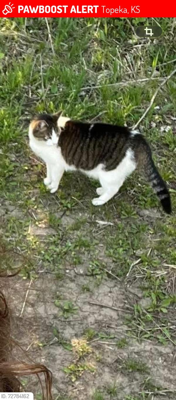 Lost Female Cat last seen Near SW 49th KOA , Topeka, KS 66609