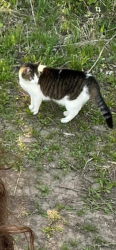 Lost Female Cat last seen Near SW 49th KOA , Topeka, KS 66609