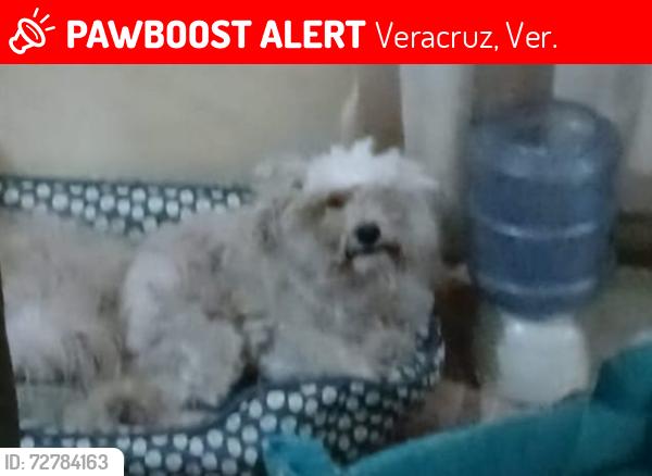 Lost Female Dog last seen Jacarandas  condominio tecolutla , Veracruz, Ver. 91777