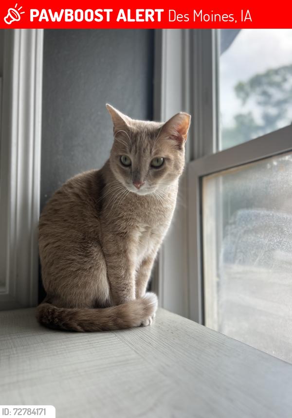 Lost Male Cat last seen Behind hse into the alley , Des Moines, IA 50315
