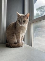 Lost Male Cat last seen Behind hse into the alley , Des Moines, IA 50315
