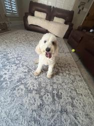 Found/Stray Female Dog last seen Blacks tire on Bragg Blvd , Fayetteville, NC 28303