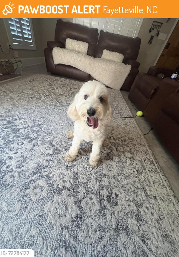 Found/Stray Female Dog last seen Blacks tire on Bragg Blvd , Fayetteville, NC 28303