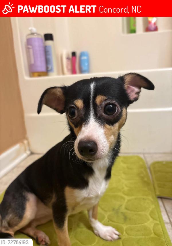 Lost Female Dog last seen Tribune, Concord, NC 28025